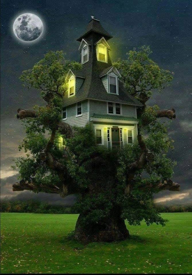 maison arbre.jpg