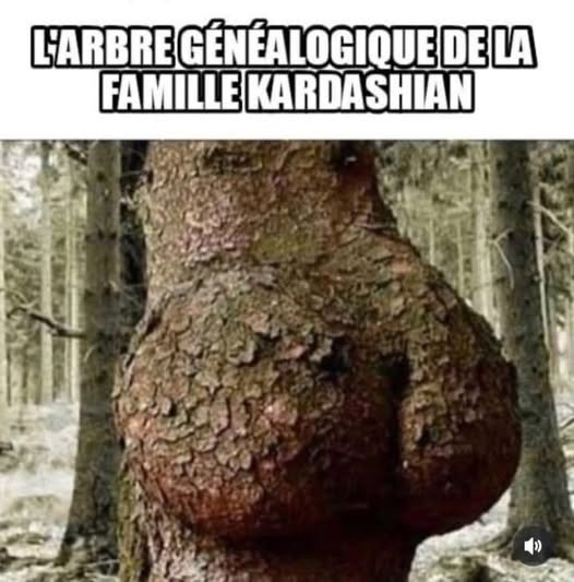 arbre.............jpg