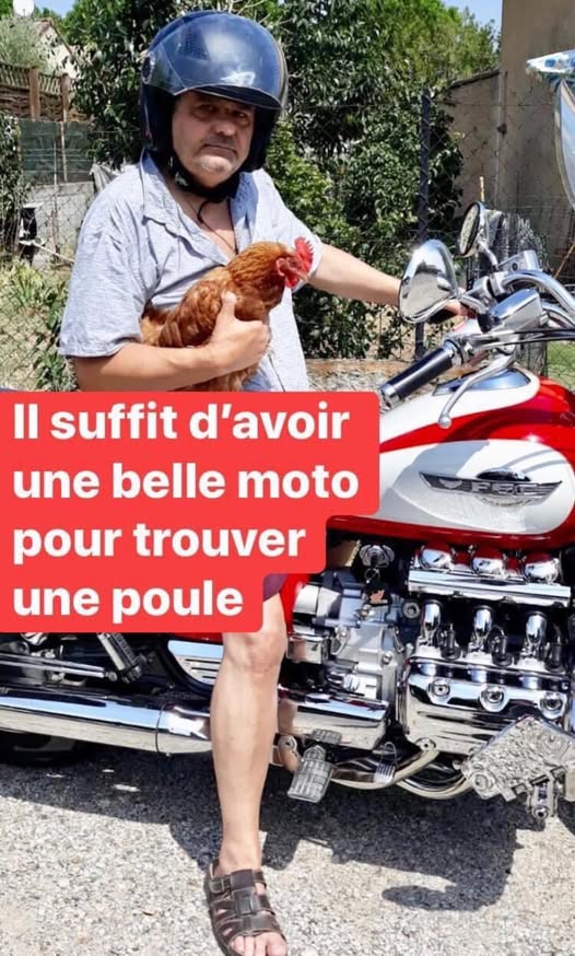 poule.jpg