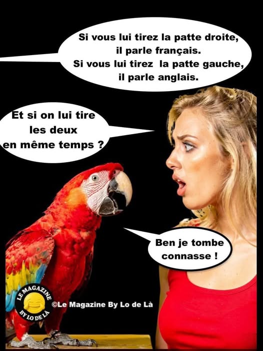 patte.jpg