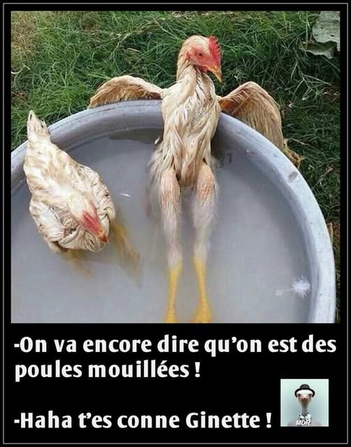 poules.jpg