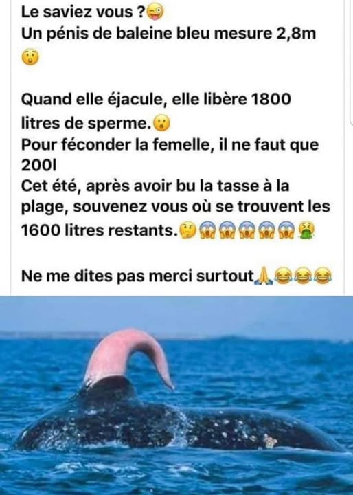 baleine.jpg