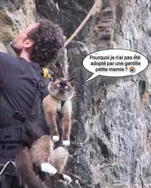 adopté.jpg
