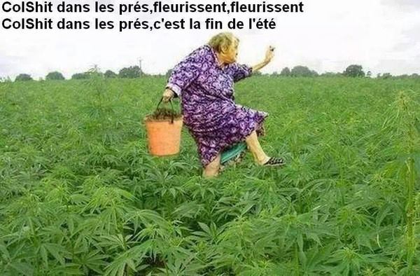 colshit dans les près.jpg