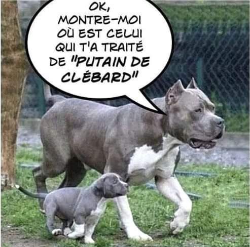 chien.jpg