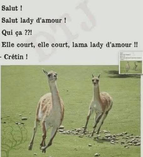 lama.jpg