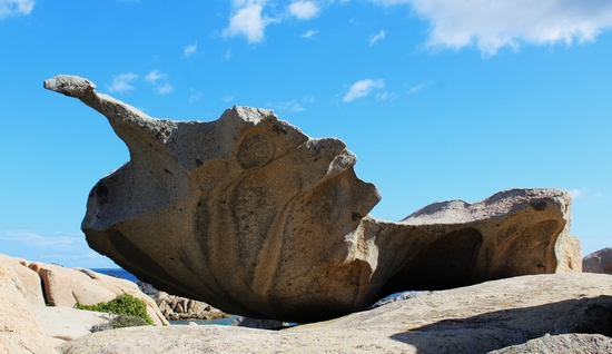 un "monstre" marin